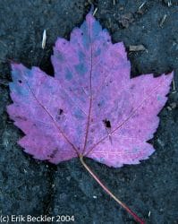 red_leaf_on_granite_10_05_mediumthumb
